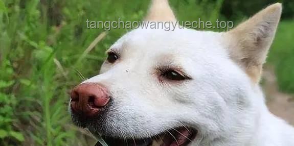 **中国下司犬外网爆火，我如何与它共筑“中国狗王”传奇**